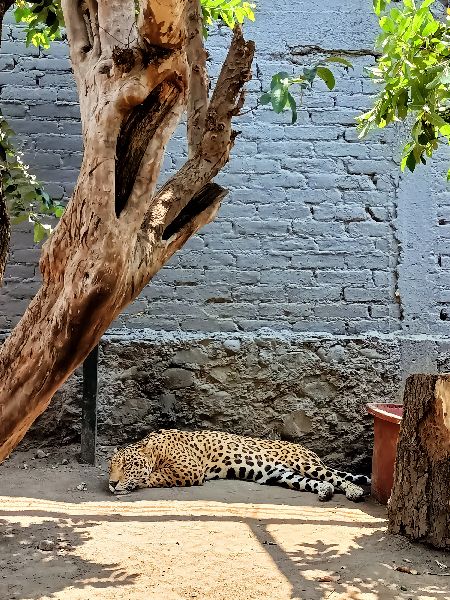 Several solitary jaguars are housed in the various zoo enclosures, created by fencing off the ancient arches.