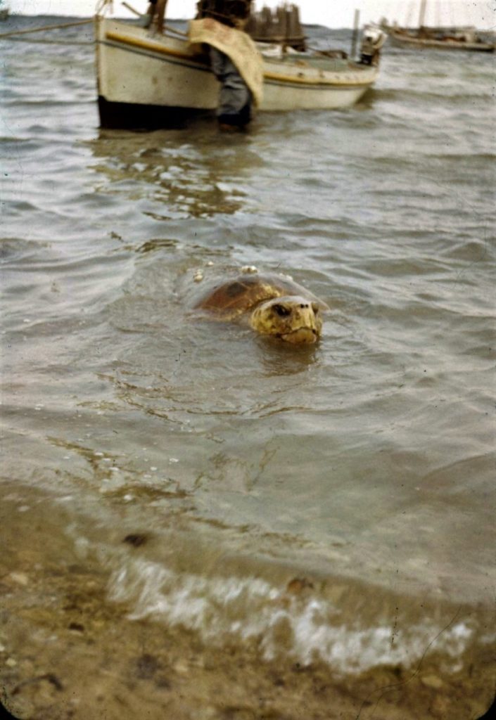 In the 1960s, the coastal dwellers caught turtles for food