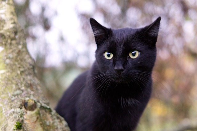 This photo of of a black cat who looks very similar to our original feral cat momma.
